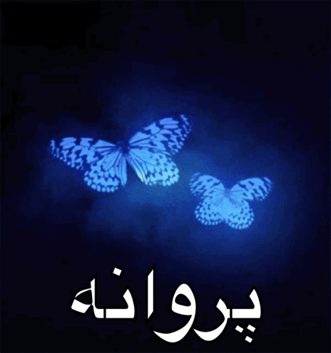 a black background with two blue butterflies and the word proana in white letters