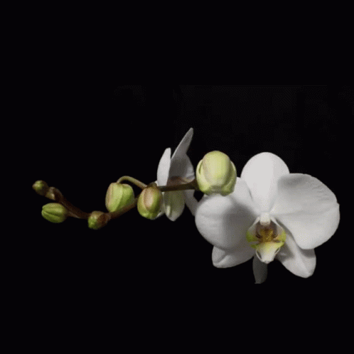 A Black Background With White Flowers And The Word Sexi On It GIF