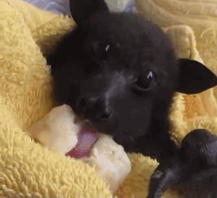 A Black Bat Is Laying On A Yellow Blanket With Its Tongue Out GIF