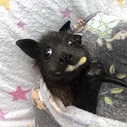A Black Bat Is Wrapped In A Blanket With Stars On It GIF