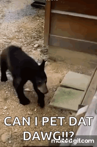 A Black Bear Cub Is Walking On The Ground And Looking At Something . GIF
