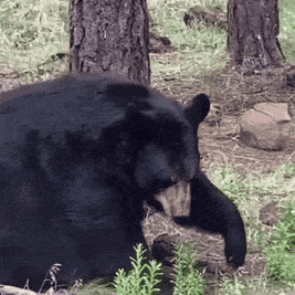 A Black Bear Is Laying Down In The Grass Near Trees GIF
