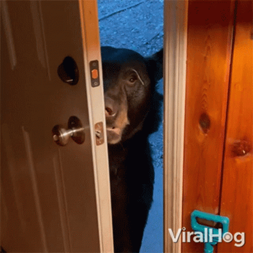 A Black Bear Is Peeking Out Of A Door With Viralhog Written On The Bottom Right GIF