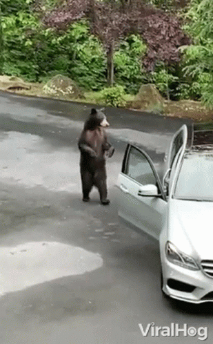 A Black Bear Is Standing Next To A White Car On The Side Of The Road . GIF