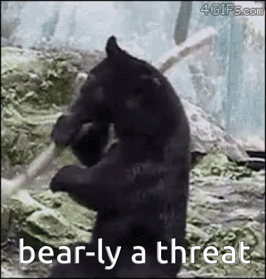 A Black Bear Is Standing On Its Hind Legs In The Woods Holding A Stick . GIF