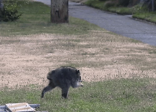 A Black Bear Is Walking Across A Grassy Field Next To A Road GIF