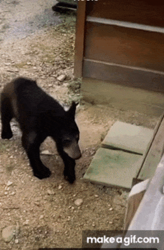 A Black Bear Is Walking On A Dirt Road Next To A Door And A Make A Gif.com Icon GIF