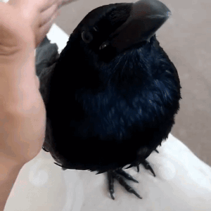 A Black Bird Is Sitting On A Person 'S Arm GIF