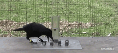 a black bird is standing next to a container that says spind gif on it