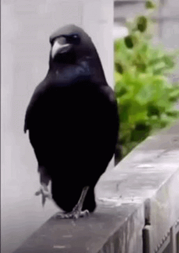 A Black Bird Is Standing On A Ledge On A Balcony . GIF