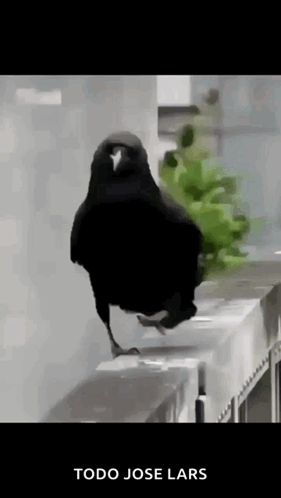 A Black Bird Is Standing On A Railing With The Words Todo Jose Lars Written Below It GIF