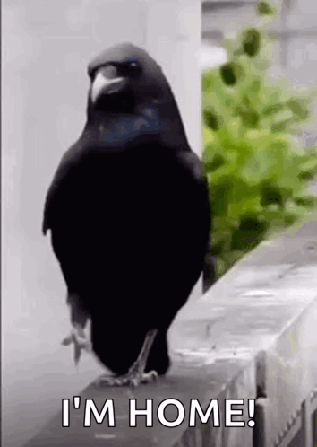 A Black Bird Is Standing On Top Of A Fence And Says `` I 'M Home '' . GIF