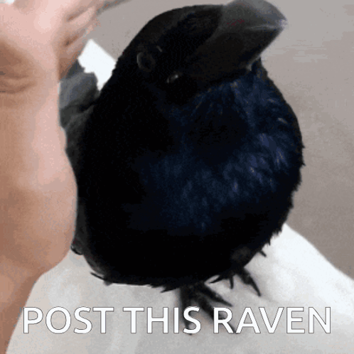 A Black Bird Sitting On A Person 'S Arm With The Words Post This Raven Written Below It GIF