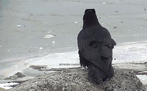 A Black Bird Sitting On A Rock With The Words Mvninn.tumblr.com Written Below It GIF