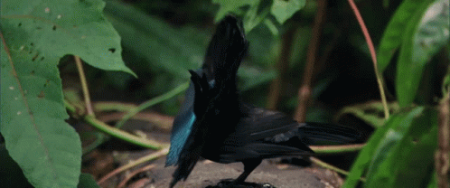A Black Bird With A Blue Tail Standing On A Rock GIF