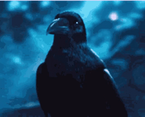A Black Bird With A Large Beak Is Looking At The Camera GIF