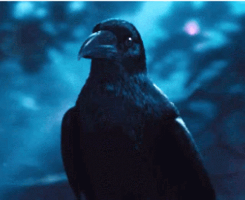 A Black Bird With A Long Beak Is Looking At The Camera In The Dark GIF