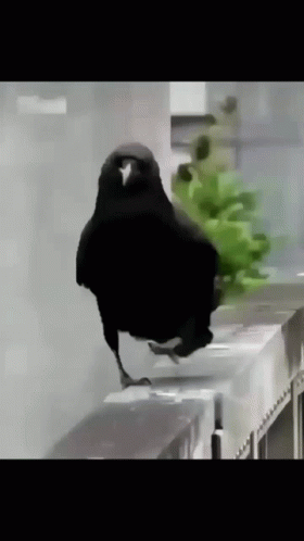 A Black Bird With A White Beak Is Standing On A Counter Top GIF