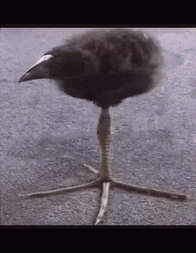 A Black Bird With A White Head Is Standing On A Concrete Surface GIF