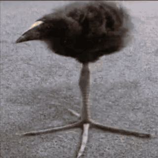 A Black Bird With A Yellow Beak Is Standing On A Tall Leg GIF