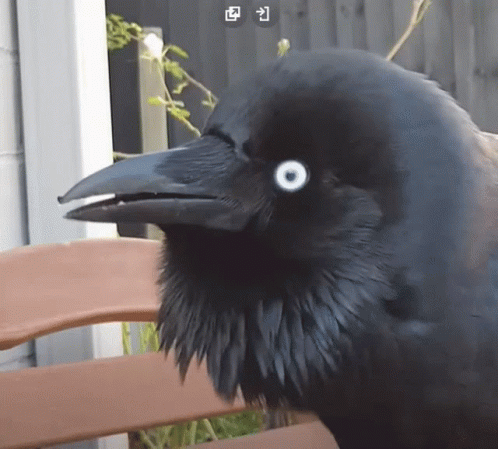A Black Bird With White Eyes Sits On A Bench GIF