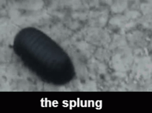 A Black Bug Is Crawling On A Gray Surface With The Words The Splung Above It GIF