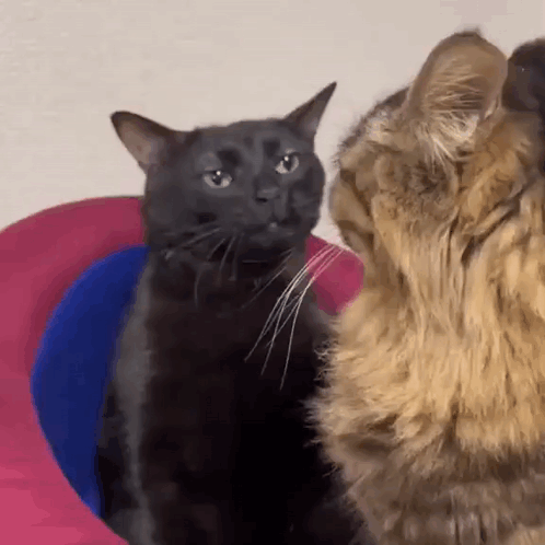 A Black Cat And A Brown Cat Are Looking At Each Other In A Room . GIF