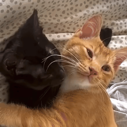 a black cat and an orange cat are laying on a bed .