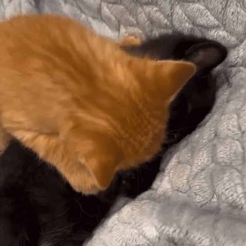 a black cat and an orange cat laying on a bed