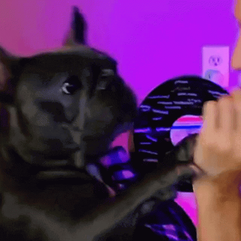 A Black Cat Is Being Held By A Person In Front Of A Purple Background GIF