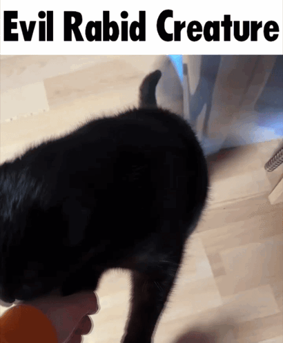 A Black Cat Is Being Held By A Person With Evil Rabid Creature Written On The Bottom GIF