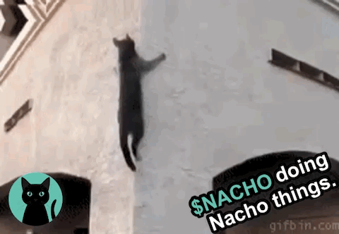 A Black Cat Is Hanging From The Side Of A Building And Doing Nacho Things . GIF