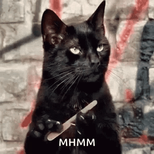 A Black Cat Is Holding A Nail File In Its Paws And Looking At The Camera . GIF