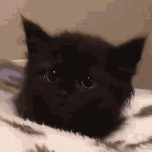 A Black Cat Is Laying Down On A Bed And Looking At The Camera . GIF