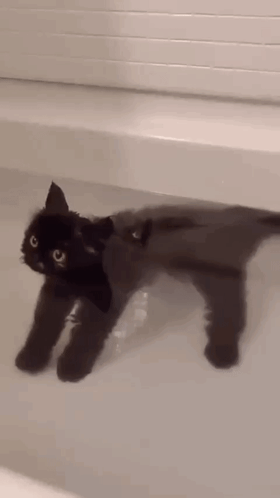 A Black Cat Is Laying In A Bathtub And Looking At The Camera . GIF
