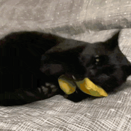 A Black Cat Is Laying On A Bed And Eating A Slice Of Lemon GIF