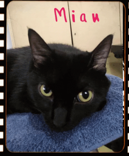 A Black Cat Is Laying On A Blue Towel With The Word Miau Written On The Top GIF