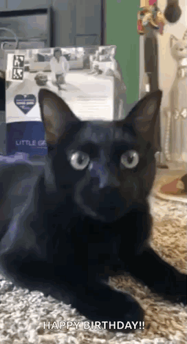 A Black Cat Is Laying On A Carpet With A Happy Birthday Message GIF