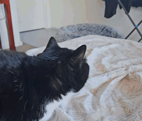 A Black Cat Is Laying On A White Blanket GIF