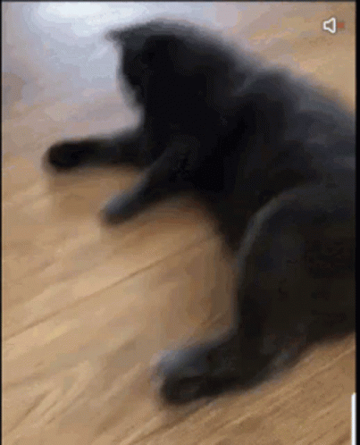A Black Cat Is Laying On A Wooden Floor In A Blurry Photo . GIF