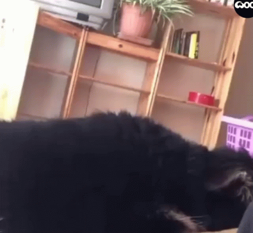 A Black Cat Is Laying On The Floor In A Living Room Next To A Shelf . GIF