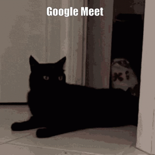 A Black Cat Is Laying On The Floor In Front Of A Door With The Words Google Meet Written Above It GIF