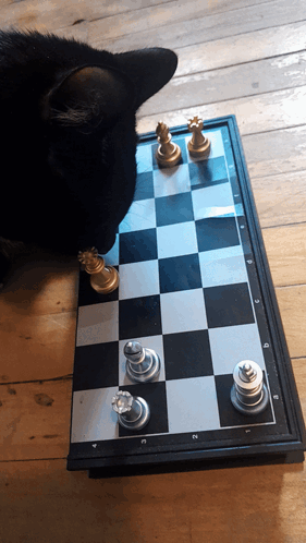 A Black Cat Is Looking At A Chess Board With A King And Queen On It GIF