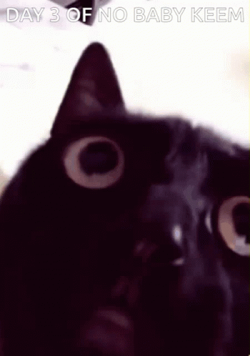 A Black Cat Is Looking At The Camera With The Words `` Day 3 Of No Baby Keem '' Above It . GIF