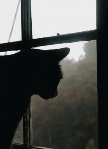 A Black Cat Is Looking Out Of A Window On A Cloudy Day GIF
