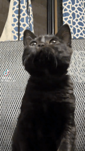 A Black Cat Is Looking Up At The Camera With A Tiktok Watermark GIF