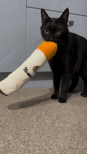 A Black Cat Is Playing With A Stuffed Cigarette That Says " No More " On It GIF