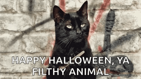 A Black Cat Is Sitting In Front Of A Brick Wall With A Stick In Its Mouth . GIF