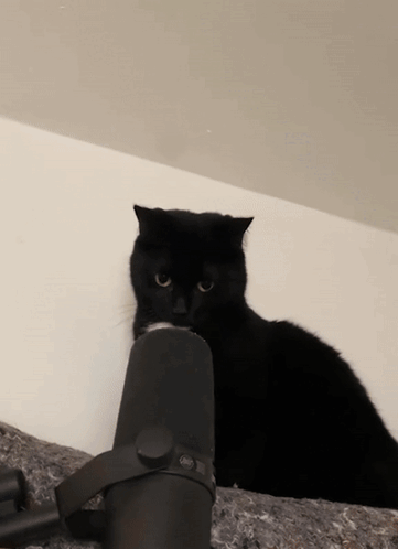 A Black Cat Is Sitting Next To A Microphone And Looking At The Camera GIF
