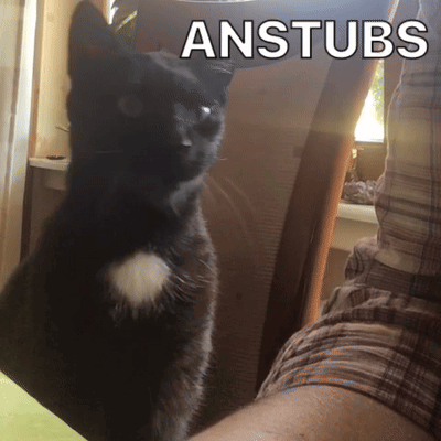 A Black Cat Is Sitting On A Person 'S Lap With The Word Anstubs Above It GIF